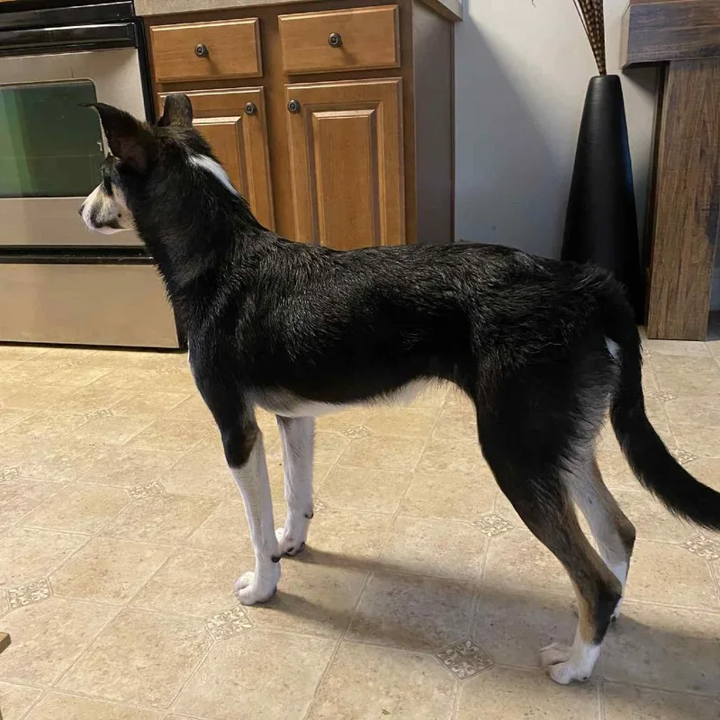 A young medium-sized female Black Border Collie dog named Katie for adoption in Huntsville, AL