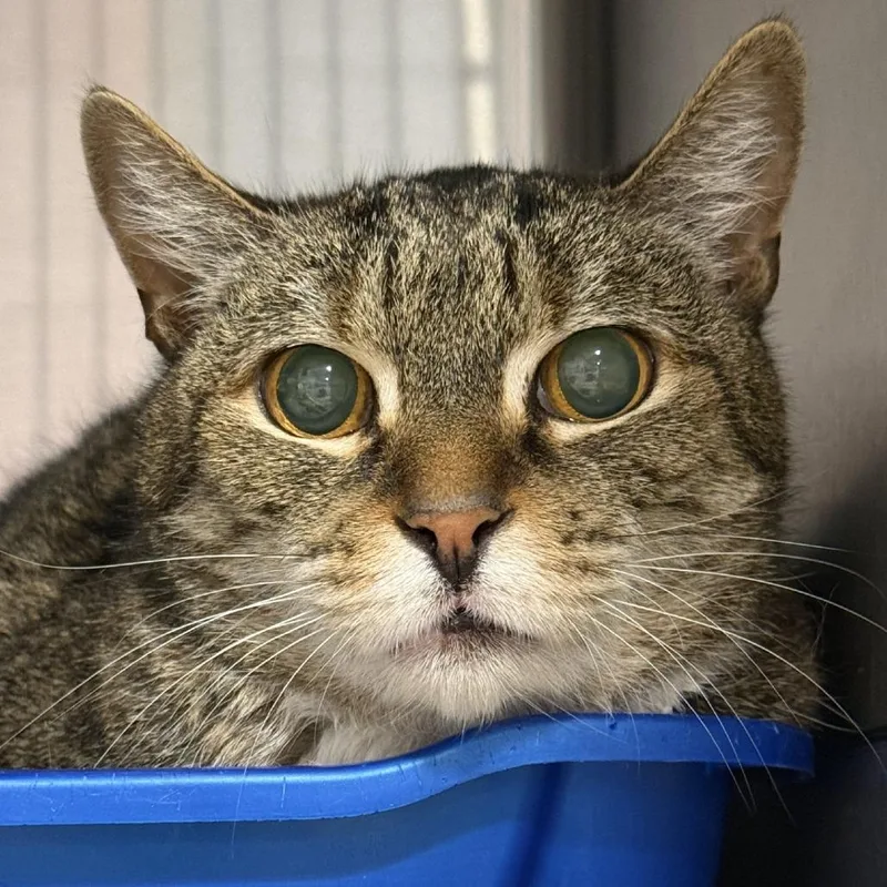 Story Teller thumbnail 2