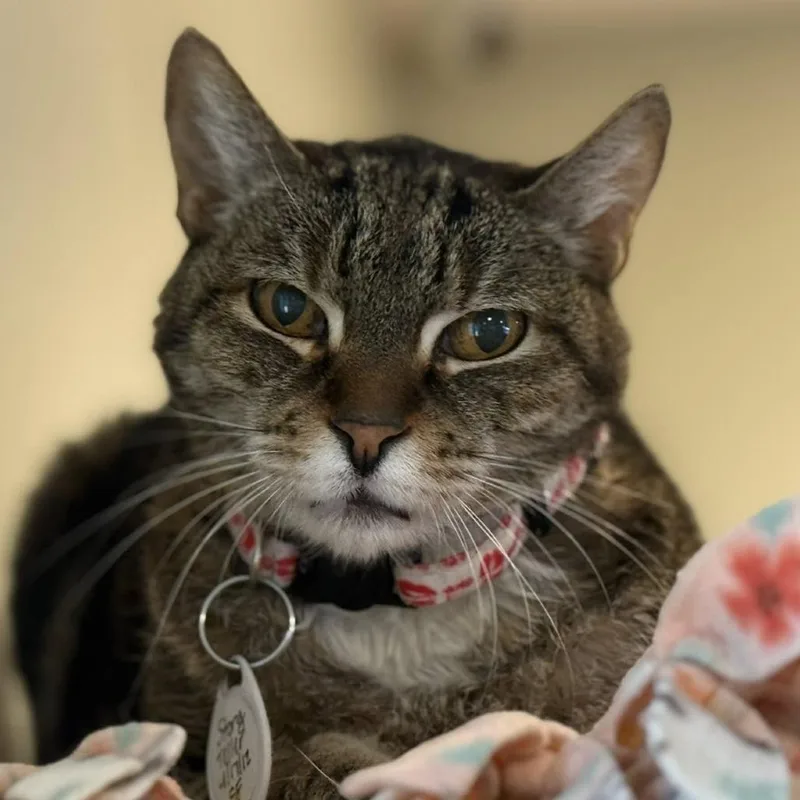 Story Teller thumbnail 3