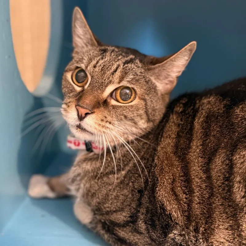 Story Teller thumbnail 4