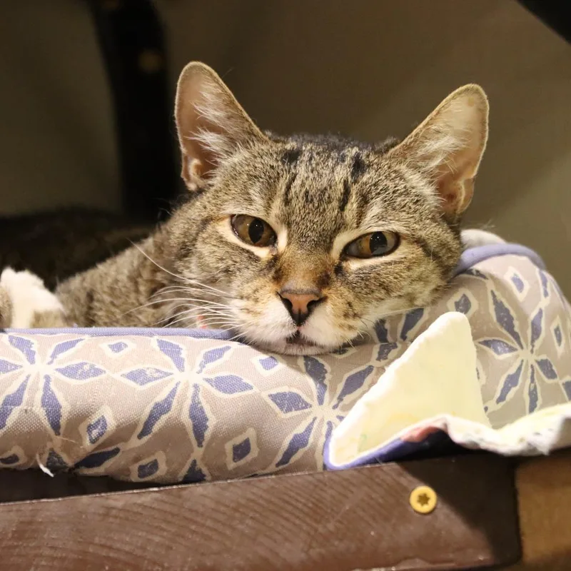 Story Teller thumbnail 5