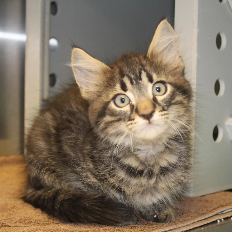 A baby medium-sized male Tabby (Brown / Chocolate) Domestic Medium Hair cat named Gregory for adoption in Yucca Valley, CA