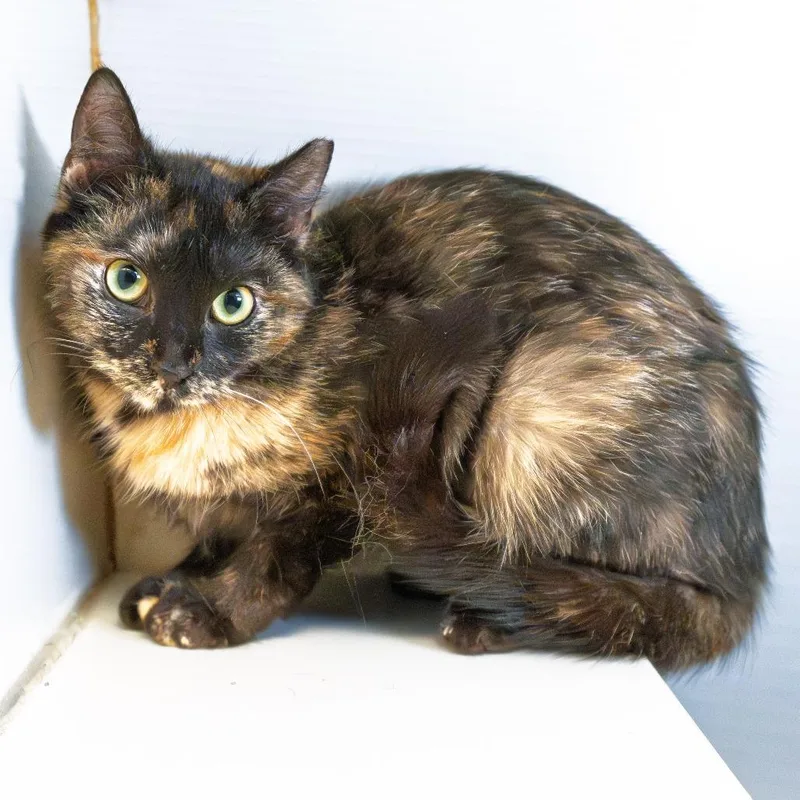 A young medium-sized female Tortoiseshell Domestic Short Hair cat named Little Girl for adoption in South Elgin, IL