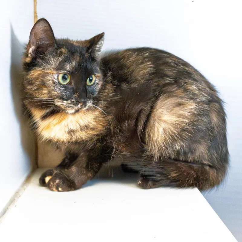 Little Girl thumbnail 2