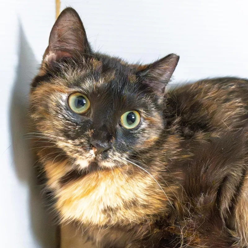 Little Girl thumbnail 3