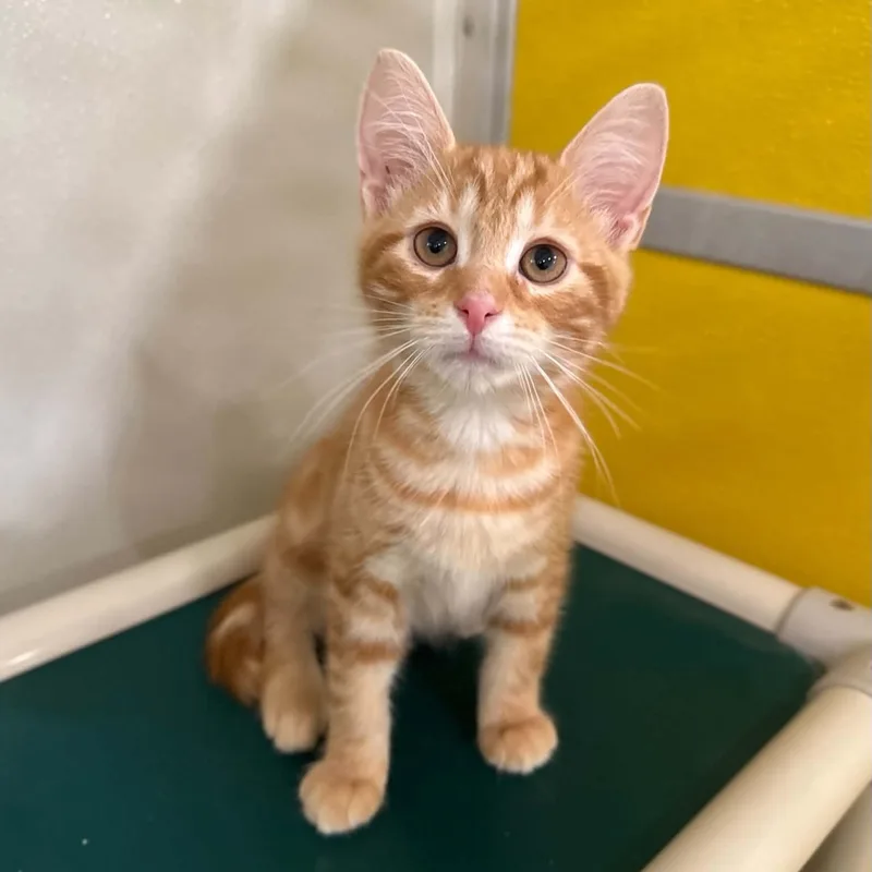 A baby medium-sized male Domestic Short Hair cat named Rye for adoption in Penn Yan, NY