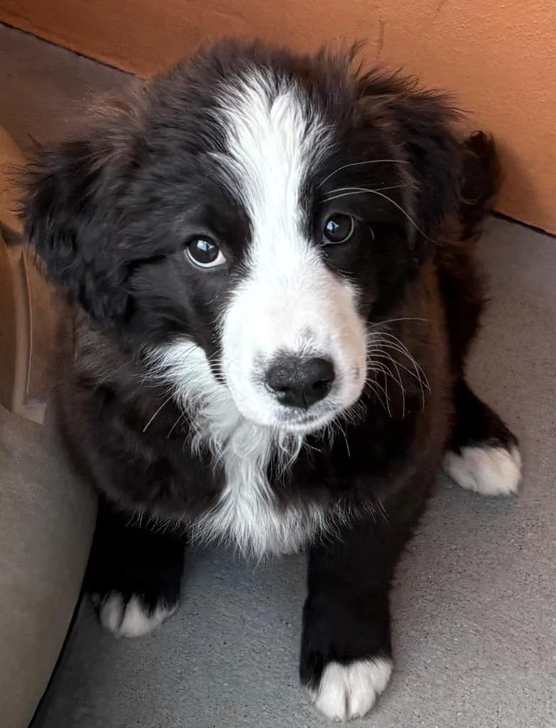 Stahma Tarr thumbnail 4