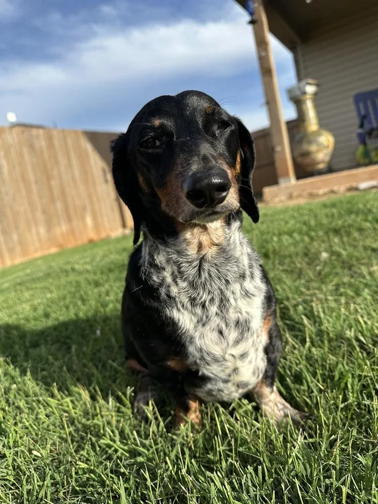 An adult small-sized female Tricolor (Brown, Black, & White) Dachshund dog named Stevie for adoption in Shawnee, OK