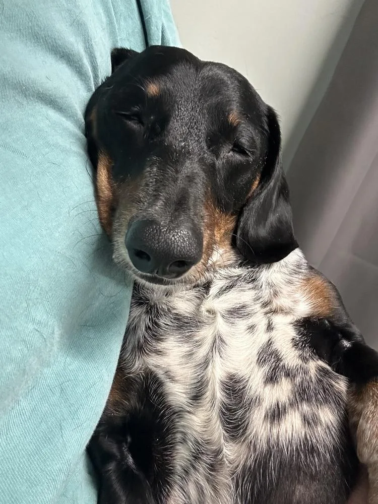 Stevie thumbnail 2