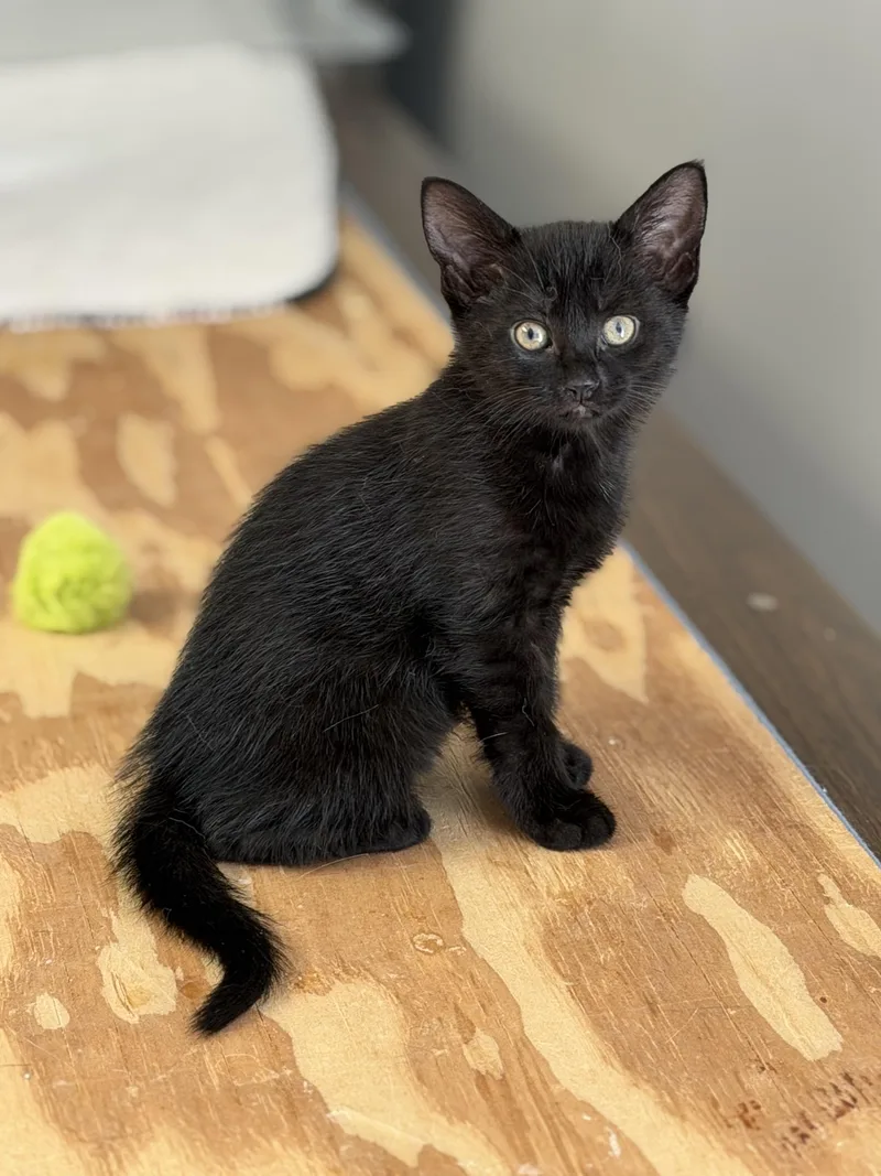 A baby medium-sized female Black Domestic Short Hair cat named Lucy Liu for adoption in Mechanicsburg, PA