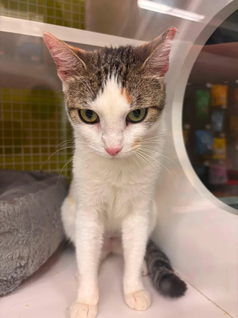 An adult medium-sized female Domestic Short Hair cat named Cleopatra for adoption in Lincoln Park, NJ
