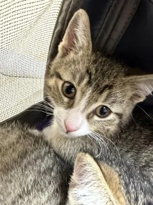 A baby small-sized male Domestic Short Hair cat named Relish for adoption in Westland, MI