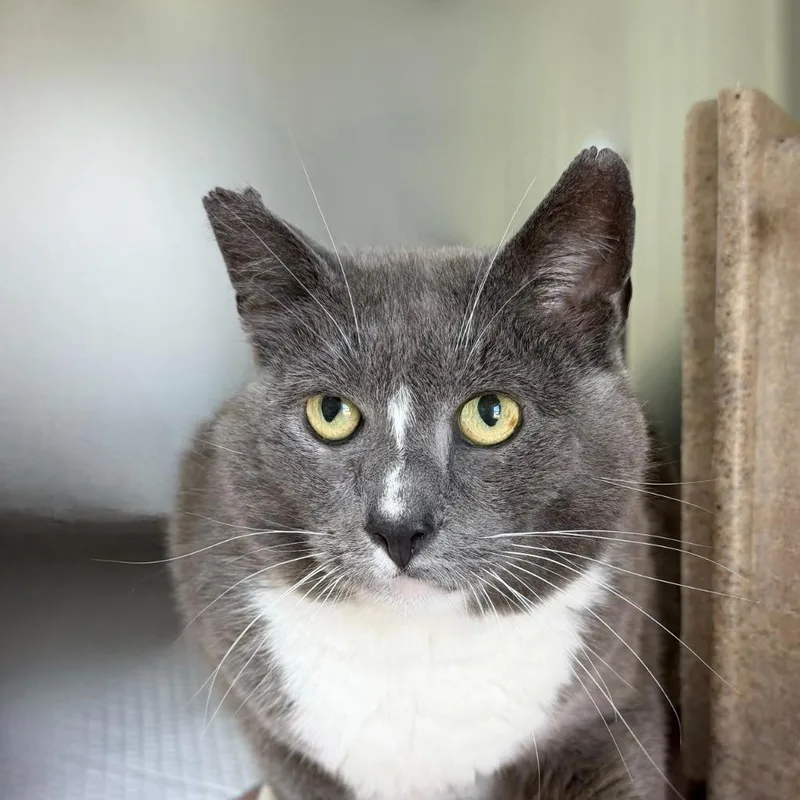 An adult medium-sized male Domestic Short Hair cat named Tomatillo for adoption in State College, PA