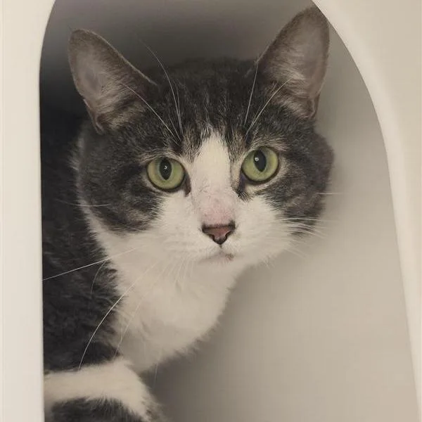 An adult small-sized male Domestic Short Hair cat named Sektor for adoption in Los Angeles, CA