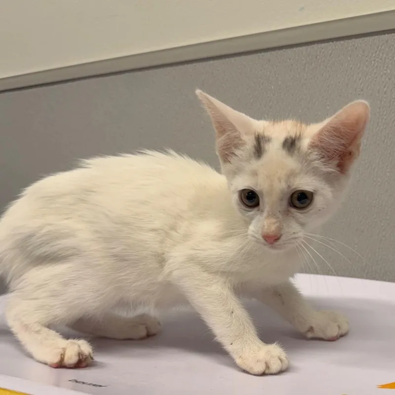 A baby small-sized female White Domestic Short Hair cat named Anya for adoption in Tampa, FL