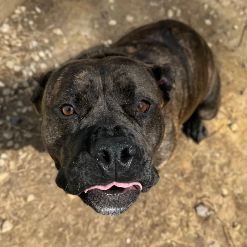 Rammilda thumbnail 2