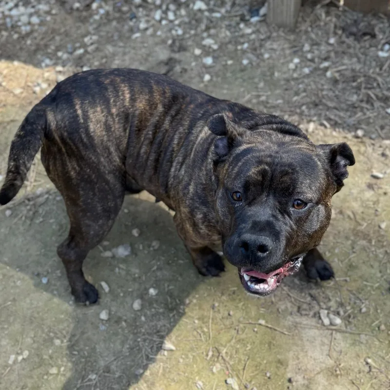 Rammilda thumbnail 3