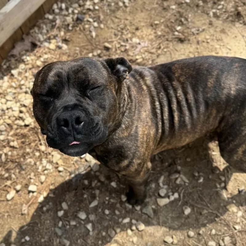 Rammilda thumbnail 4