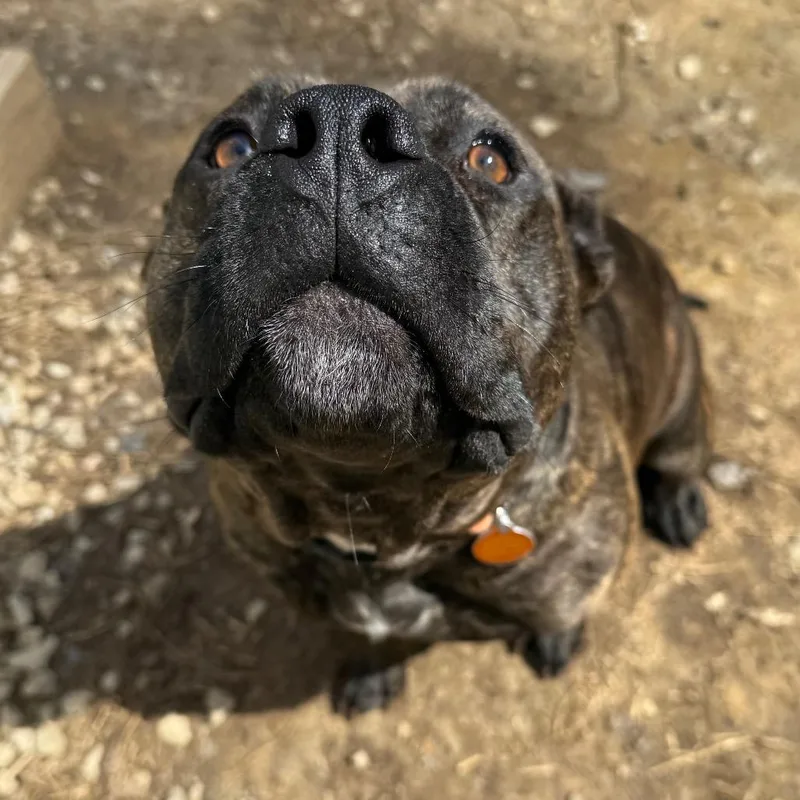 Rammilda thumbnail 5