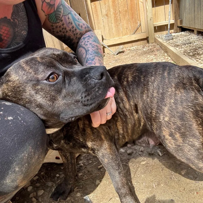 Rammilda thumbnail 6