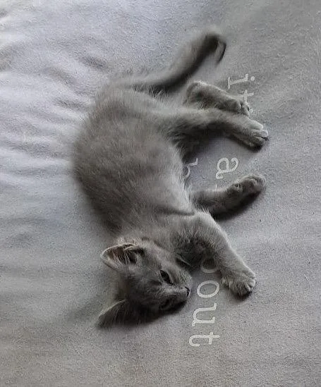 A baby medium-sized male Gray / Blue / Silver Domestic Short Hair cat named Phayu for adoption in Buford, GA