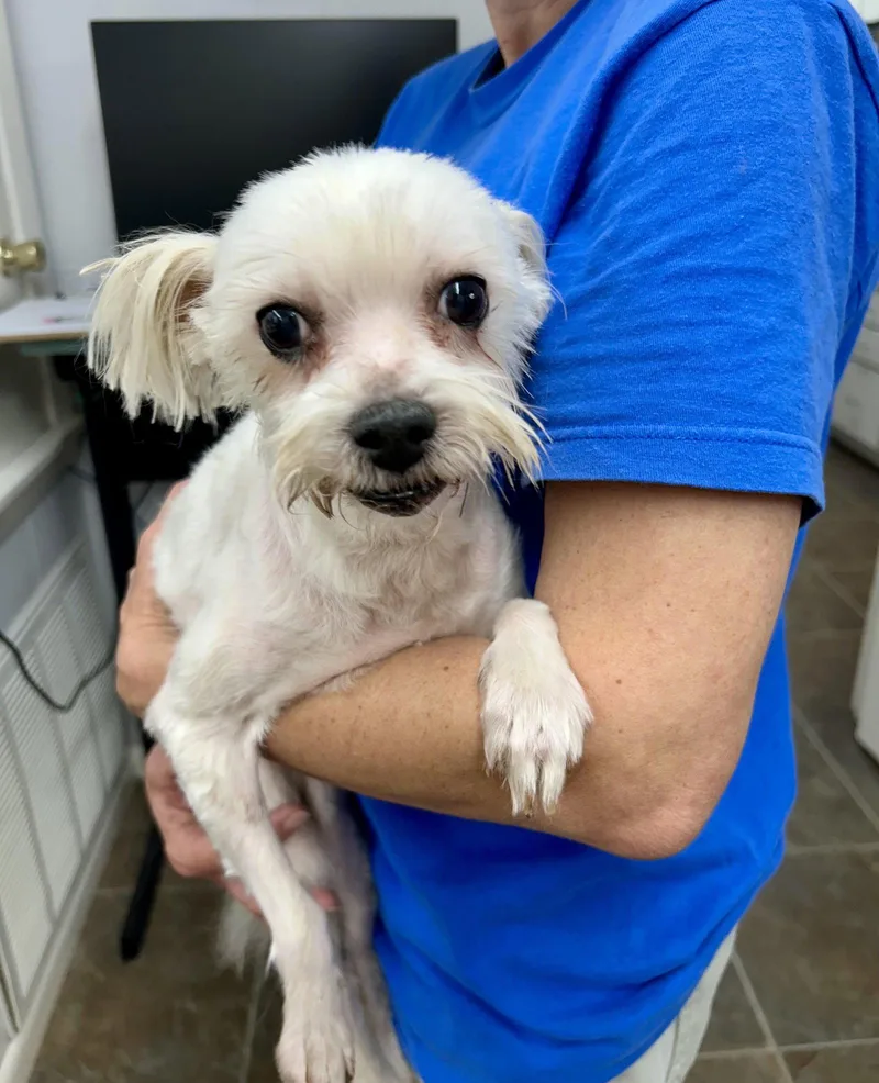 A senior small-sized female Maltese dog named Suzie for adoption in Monticello, MS