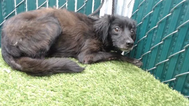 A young medium-sized female Chihuahua dog named Kaylee for adoption in Downey, CA