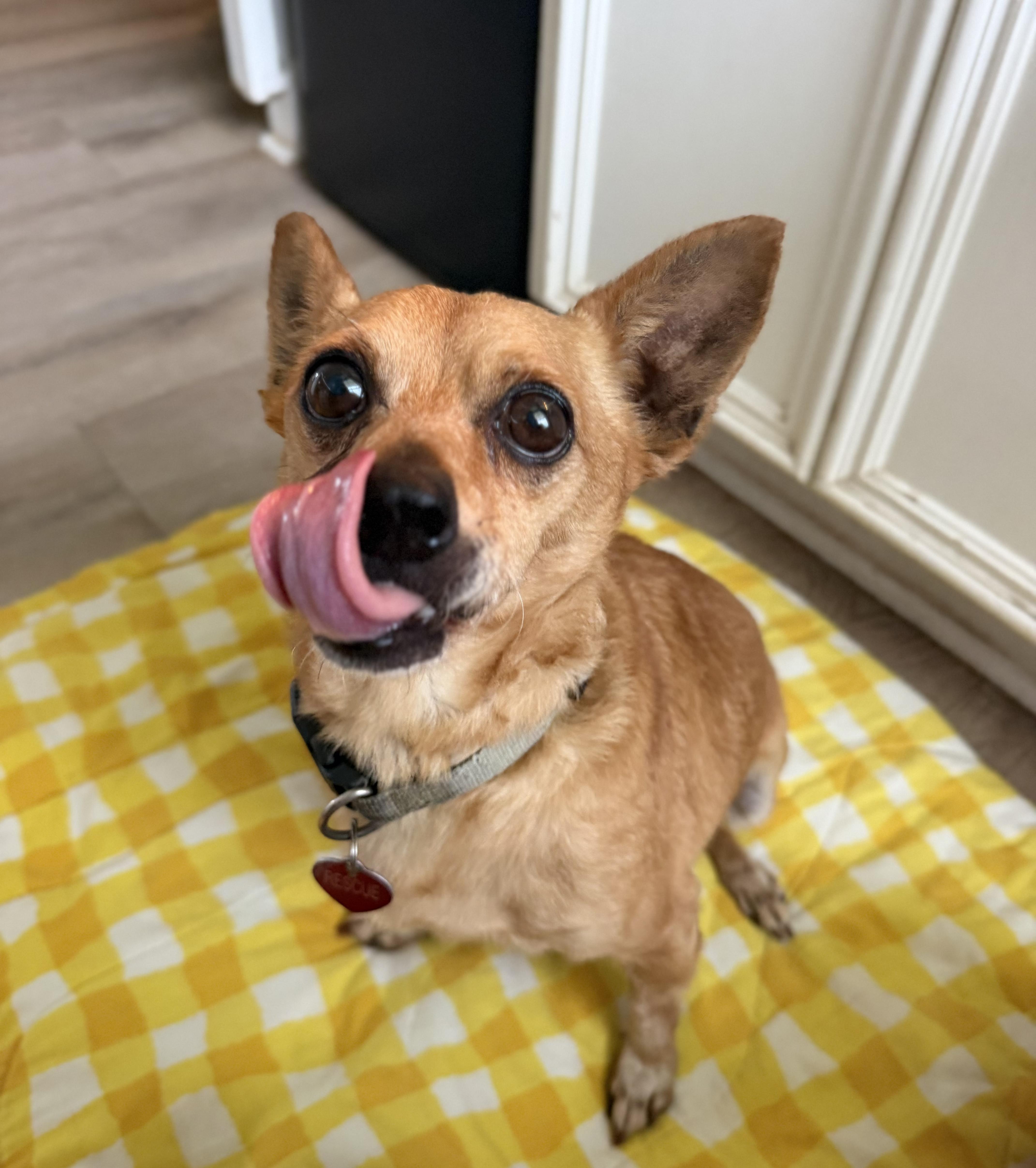An adult small-sized male Brown / Chocolate Chihuahua dog named Sky King for adoption in Richmond, TX
