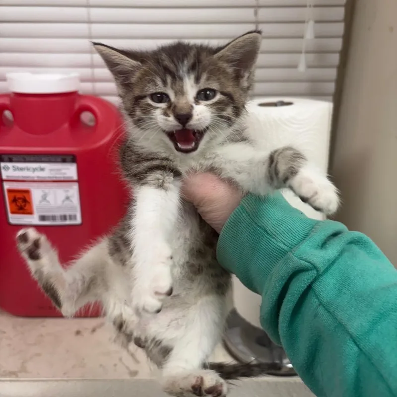 A baby small-sized female White Domestic Short Hair cat named Victoria for adoption in Pekin, IL