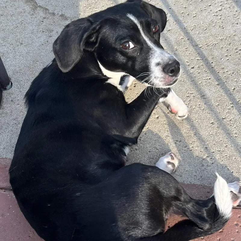 A young small-sized female Black Beagle dog named Ms. Gorgeous Minnie for adoption in Ridgefield, WA