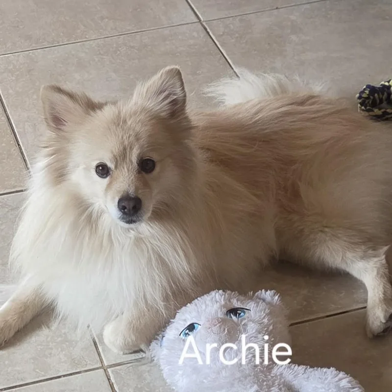 Archie thumbnail 3