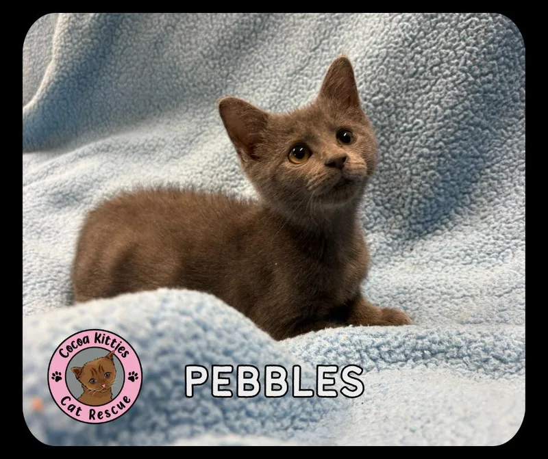 A baby small-sized female Domestic Short Hair cat named Pebbles for adoption in Hershey, PA
