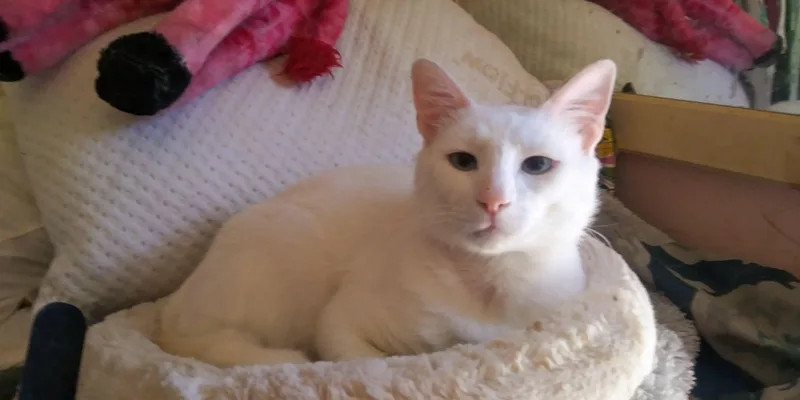 An adult medium-sized male White Domestic Short Hair cat named Barry for adoption in Venice, CA