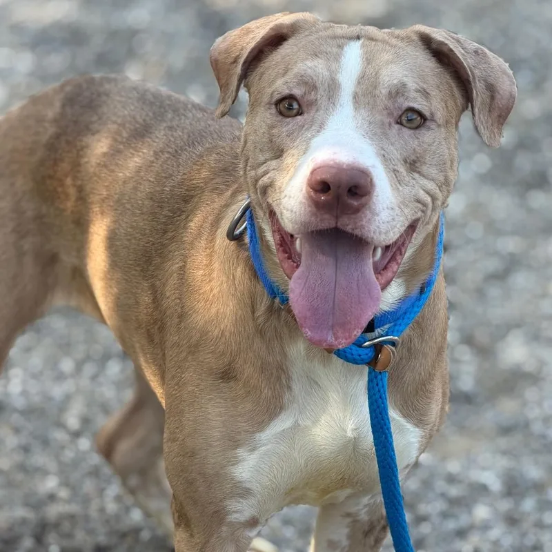 A young medium-sized female Yellow / Tan / Blond / Fawn Mixed Breed dog named Mimi Brown for adoption in Asheville, NC