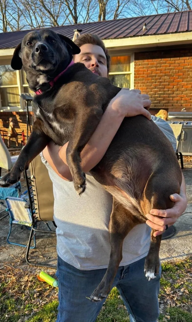 An adult medium-sized female Black Labrador Retriever dog named Cleo for adoption in Fort Payne, AL