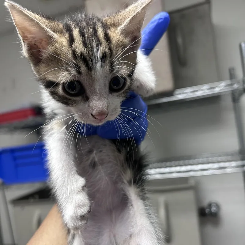 A baby small-sized female Brown / Chocolate Domestic Short Hair cat named Ruby for adoption in Philadelphia, PA