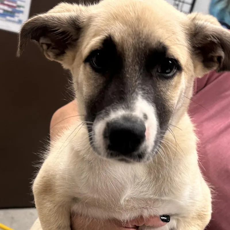 A baby small-sized male Yellow / Tan / Blond / Fawn Mixed Breed dog named Leo for adoption in Durango, CO