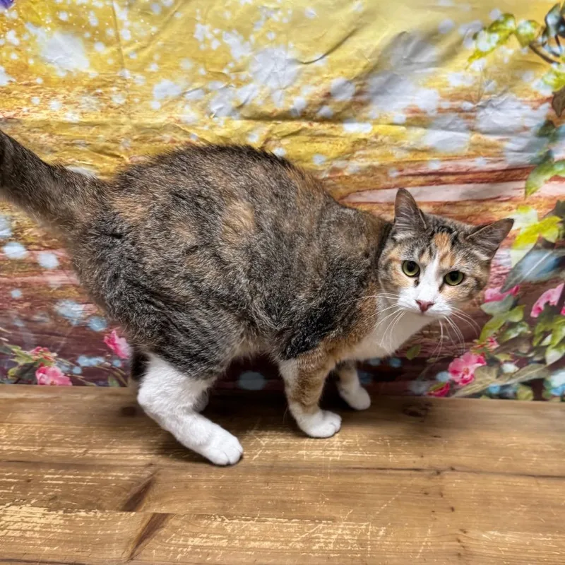 An adult large-sized female Torbie Domestic Short Hair cat named Zig for adoption in Normal, IL