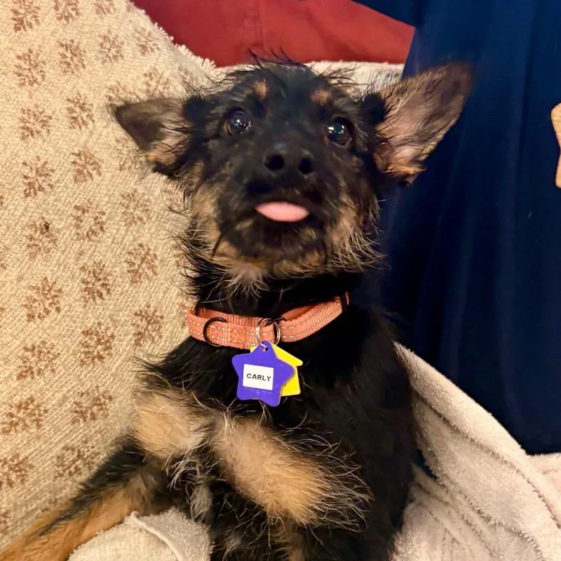 A baby medium-sized female Mixed Breed dog named Carly for adoption in San Francisco, CA