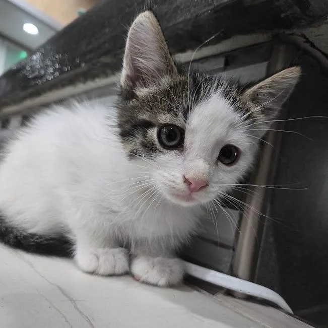 A baby small-sized male White Domestic Short Hair cat named Bambam for adoption in Sioux Falls, SD