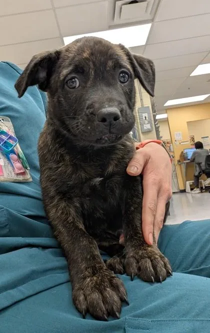 A baby small-sized male Pit Bull Terrier dog named Rian for adoption in Westland, MI