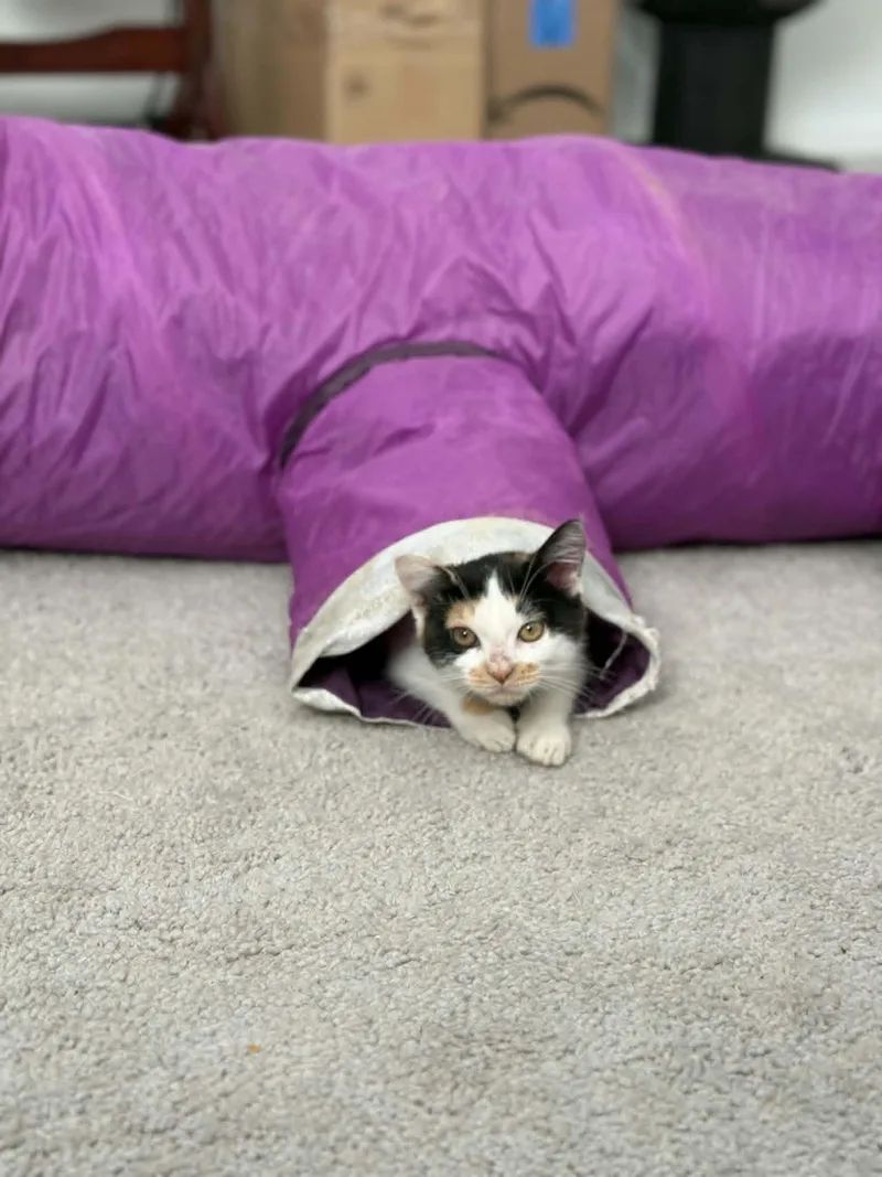 A baby medium-sized female Calico cat named Maple for adoption in San Antonio, TX