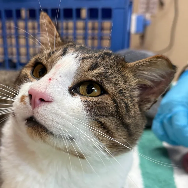 An adult large-sized male Brown / Chocolate American Shorthair cat named Iroh  Curlyeared cutie for adoption in Flagstaff, AZ