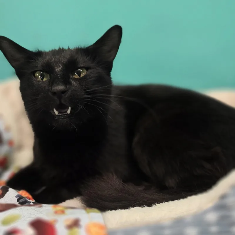 An adult small-sized female American Shorthair cat named Valley for adoption in Petersburg, IN