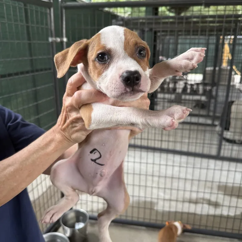 A baby medium-sized male Brown / Chocolate Pit Bull Terrier dog named Dillon for adoption in Auburn, NH