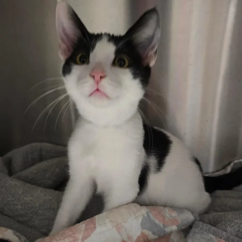 A baby small-sized male Black Domestic Short Hair cat named Tartan for adoption in Spokane, WA