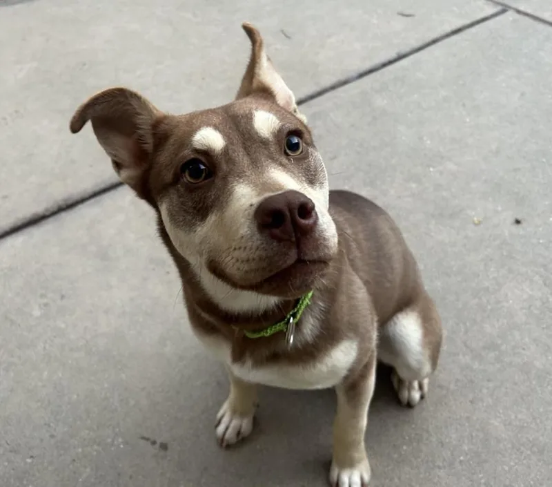 A young medium-sized female Australian Kelpie dog named Honey for adoption in Martinez, CA