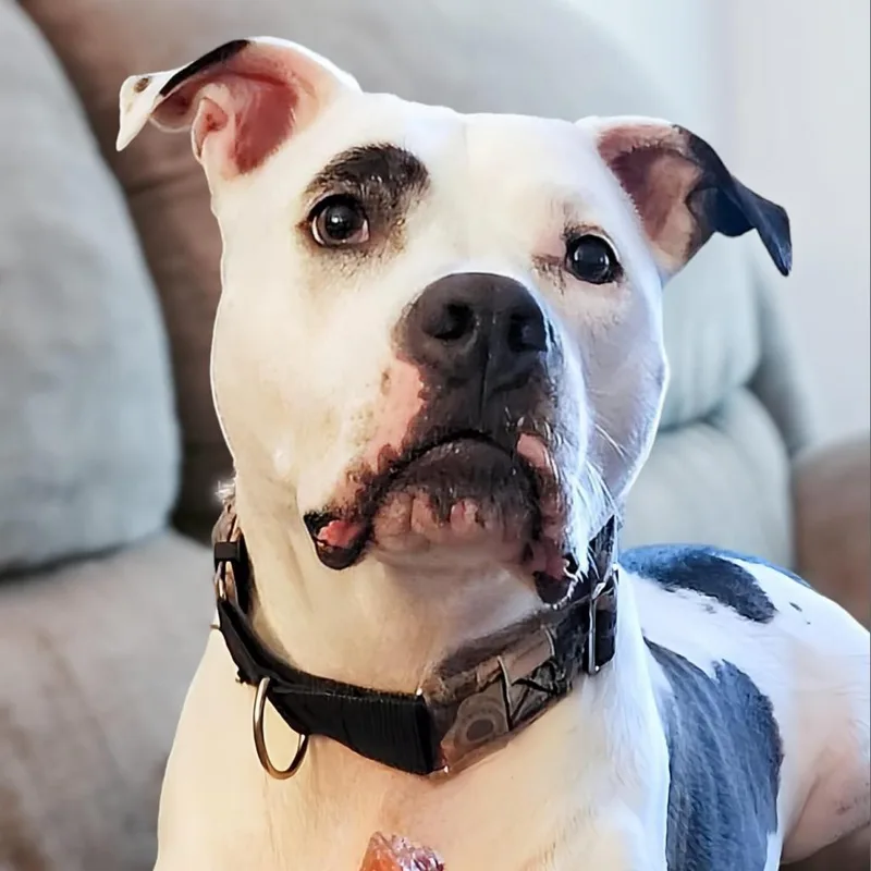 Penny Jo thumbnail 3