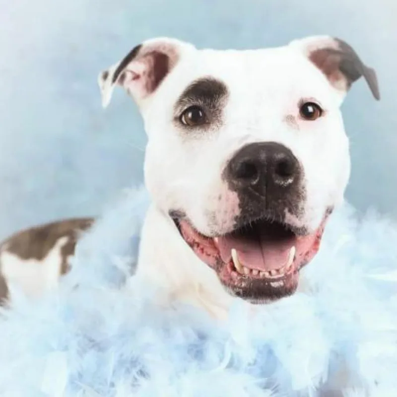 Penny Jo thumbnail 6