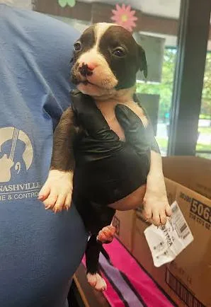 A baby medium-sized female Black Mixed Breed dog named Miranda for adoption in Nashville, TN